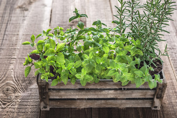 Green herbs, fresh mint, rosemary and basil in wooden box