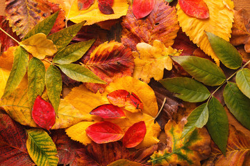 Bright autumn leaves. Red, yellow, green leaves. Wooden background. Close up.