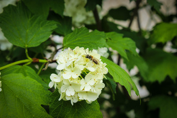 white flowers in the garden