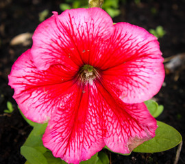 red hibiscus flower in the garden