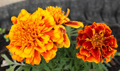 orange flowers in the garden