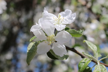 Apple tree in bloom