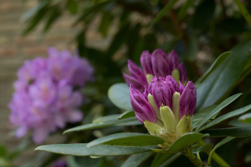 purple flower at my parents garden - 226023350
