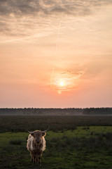 Dutch cow at sunset in national park - 226023378