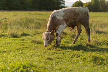 Young bull on a summer day