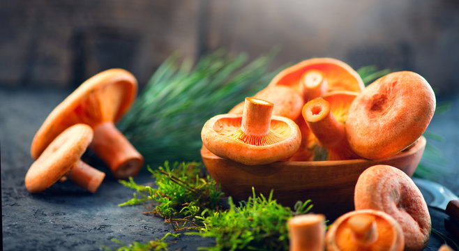 Raw wild Saffron milk cep mushrooms on dark old rustic background. Lactarius deliciosus. Rovellons, Niscalos. Organic fresh mushrooms closeup on a table