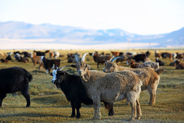 Obraz premium Herd of goats and sheeps in meadow for agriculture at Mongolian