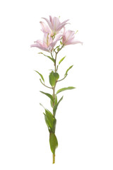 Naklejka na ściany i meble Gently pink lilies isolated on white background.