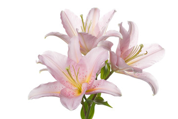 Gently pink lilies isolated on white background.