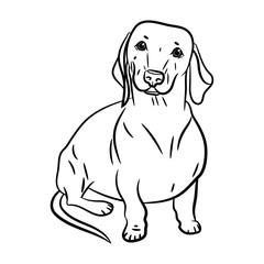Dog. Dachshund. Hand-drawn Dog. Realistically Painted Dachshund. Transparent Background. Vector Illustration. White Isolated. Print.