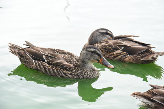 Mallard Ducks swimming in the lake. Wild duck in lake
