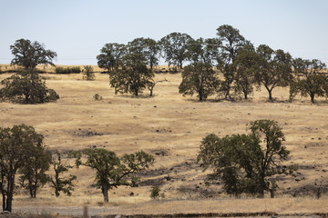 Green trees on yellow grass in Chico, California