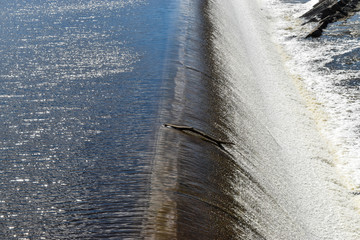 Branch by the waterfall