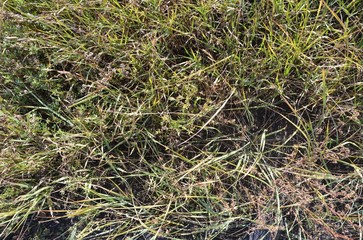 An autumn grass texture