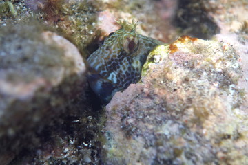 Horned Blenny-Parablennius Intermedius-Kammzahnschleimfisch