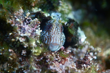 Horned Blenny-Parablennius Intermedius-Kammzahnschleimfisch