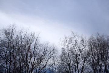 Obraz na płótnie Canvas 冬の空と枝