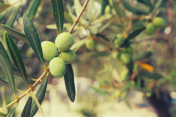 Olives on a branch of an olive tree. Detail close-up of green fruit olives with selective focus and shallow depth of field. Toned