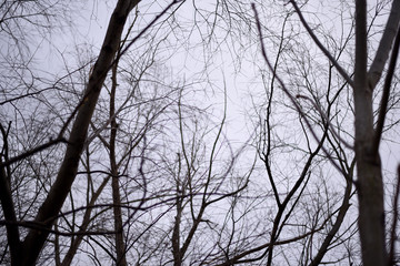 Fototapeta na wymiar 冬の空と枝