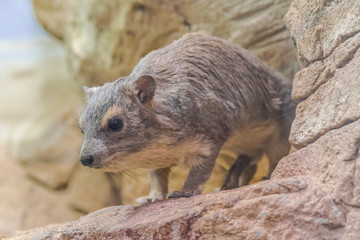 Bush hyrax portrait ( Heterohyrax brucei) with rocks background