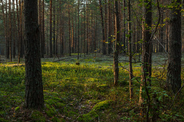 Pine forest and moss