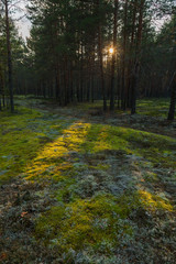 Sunset in the pine forest