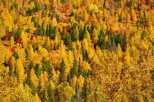 Autumn forest in the mountains. Aerial view. © happy_author