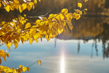 Branch of the tree with yellow leaves. Nature background