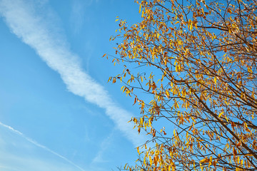 Branches of tree on blue sky background in autumn.