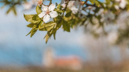 Appleblossom in spring