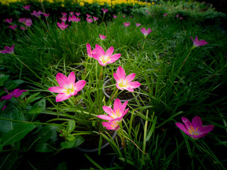 Pink fairy Lily Flowers Blooming