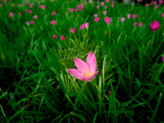 Fototapeta premium Pink fairy Lily Flowers Blooming