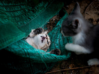 Striped Yellow Kitty Playing with Gray Kitten