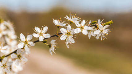 Appleblossom in spring