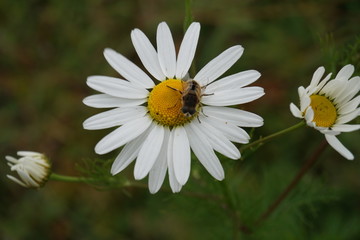 Fototapeta premium chamomile bee