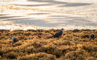 aves sobre algas en la costa de miami