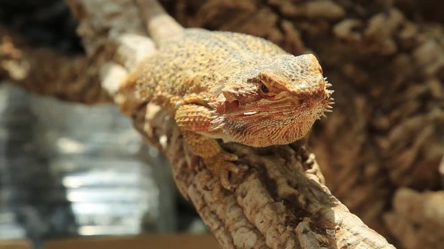 Australia Bearded Dragon lizard living in the Australian desert. tooking with its dinosaur eyes.