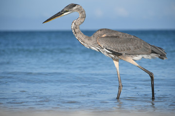 Fototapeta premium bird, wildlife, photo, fly, lake, river, water, sea, fly, animal