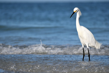 bird, wildlife, photo, fly, lake, river, water, sea, fly, animal