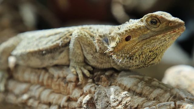 The Pogona Vitticeps also called Dragon bearded for the scales under the neck that swell and darken when it's angry, is a reptile living in Australia in the desertic wildlife.
