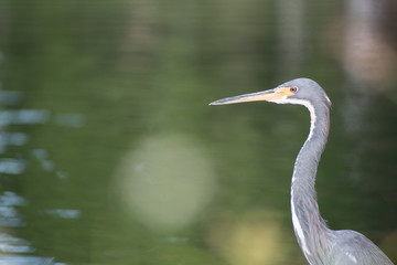 bird, wildlife, photo, fly, lake, river, water, sea, fly, animal