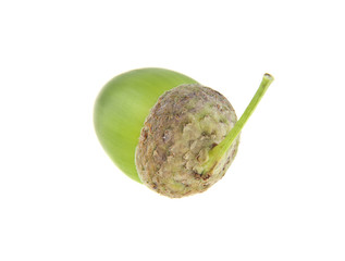 green acorn isolated on white background