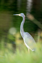 bird, wildlife, photo, fly, lake, river, water, sea, fly, animal