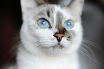 Close-up portrait of blue-eyed white cat with asymmetric color