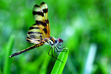 animal, wildlife, portrait, 