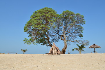 tree in the desert