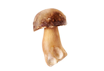 fresh penny bun mushrooms on white isolated background