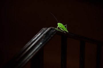Medium shot of green grasshopper on stair rail on a summer night