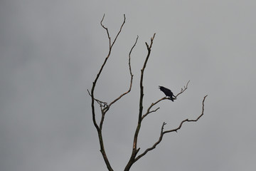 Raven calling on a tree