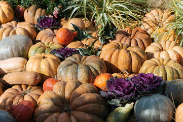 pumpkins and gourds